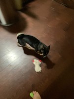 max running with treat