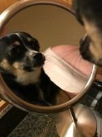 max looking in mirror