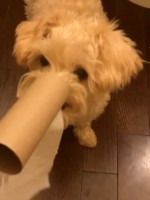 ruby (dog) with nose in paper towel roll
